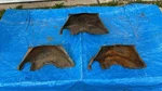 3 Chevrolet Powerglide Automatic Transmission Flexplate Inspection Dust Covers Used. Price: $99.90.